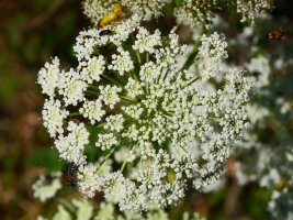 Seseli libanotis, Borregil mendian