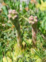 Sempervivum tectorum, Lapazarraren gandorrean