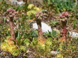 Sempervivum tectorum, Lapazarraren gandorrean