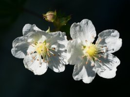 Potentilla alchimiloides Lapazarra mendian