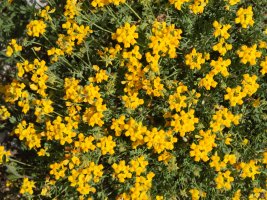 Coronilla minima minima Sollaundi mendian (Aralar)
