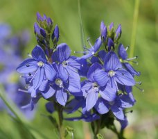 Veronica orsiniana, Sollaundi tontorraren inguruetan