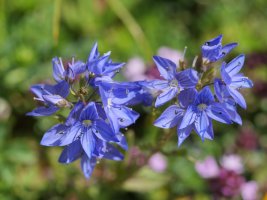 Veronica orsiniana, Sollaundi tontorraren inguruetan