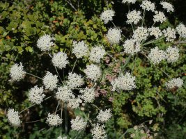 Laserpitium nestleri Larrondoa mendiaren gandorrean
