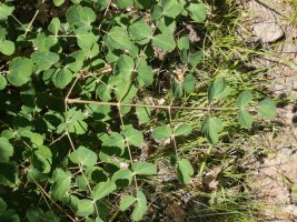 Laserpitium nestleri Larrondoa mendiaren gandorrean