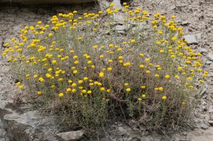 Santolina chamaecyparissus squarrosa Izize herriaren inguruetan