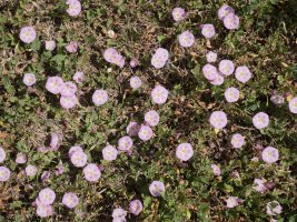 Convolvulus arvensis Izize herriaren inguruan