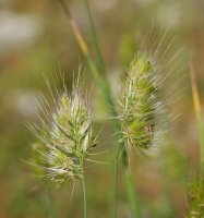 Cynosurus echinatus Urbasan