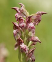 Orchis coriophora