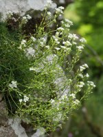 Pritzelago alpina Urbasan