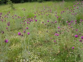 Karduak (Carduus nutans) eta kamamila ekialdeko bizkarreko soilune batean, Gainsoil