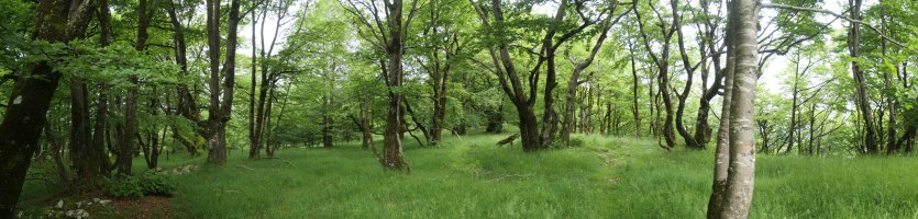 Basoko pasarte belartsua ekialdeko bizkarrean