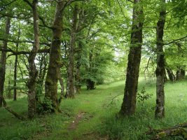 Basotik atera eta tontorrerantz, Gainsoil