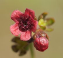 Cynoglossum officinale Gainsoil inguruan