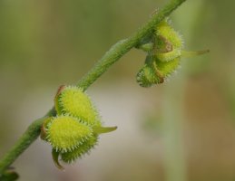 Cynoglossum officinale Gainsoil inguruan