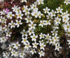 Saxifraga trifurcata, Legumbe eta Gainsoil arteko gandorrean