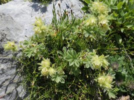 Potentilla nivalis Hoya de la Solana aldean