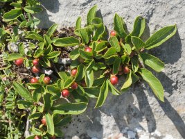 Rhamnus pumila Lapazarra mendian