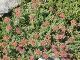 Anthyllis montana, Lapazarra mendian