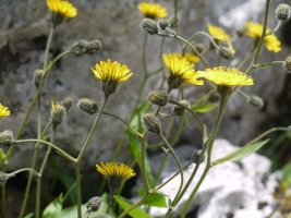 Hieracium cerinthoides Aralarren