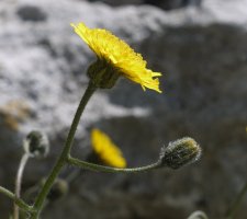 Hieracium cerinthoides Aralarren