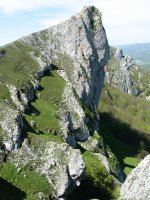 Ollide aldeko gandorreko haitza