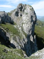 Ollide aldeko gandorreko haitza