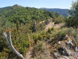 Zazola tontorra, hondoan ezker aldean Brakola ikusten da