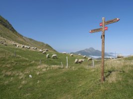 Uthurrurdinetako lepoa, Otsogorrigaina eta Sardekagaina artean