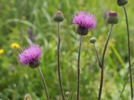 Cirsium tuberosum Harana aldean