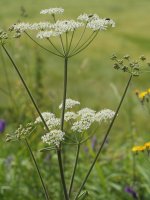 Heracleum sphondylium sphondylium