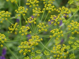 Pastinaca sativa sylvestris Harana aldean