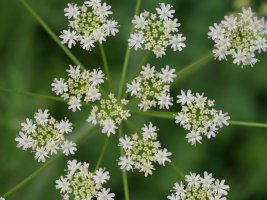 Heracleum sphondylium elegans Harana aldean