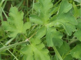 Heracleum sphondylium elegans Harana aldean