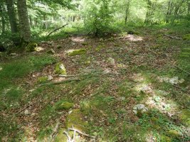 Kortagaña trikuharria