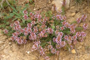 Coris monspeliensis Ekoiengo Gainaren inguruetan