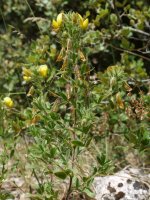 Ononix natrix natrix Eraul aldean