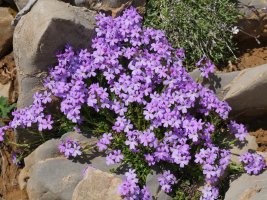 Erinus alpinus Budogiaren hegoaldeko kanalean