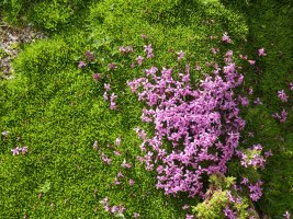 Silene acaulis, Budogiaren hegoaldeko kanalean