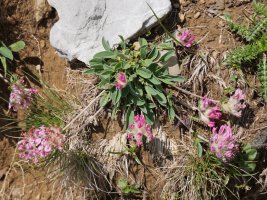  Anthyllis vulneraria boscii, Budogiaren hegoaldeko kanalean