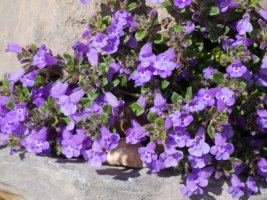 Satureja alpina pyrenaea Budogiaren hegoaldeko kanalean