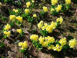 Primula elatior intricata, Estibiella mendatetik gertu