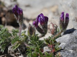 Oxytropis foucaudii Budogia tontorraren inguruetan