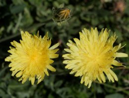 Crepis albida Sobrante de Linza aldean