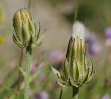 Crepis albida Sobrante de Linza inguruan