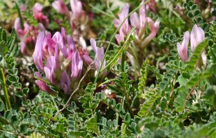 Astragalus monspessulanus monspessulanus