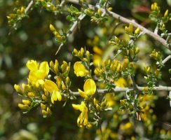 Genista scorpius Eltxumendi mendian
