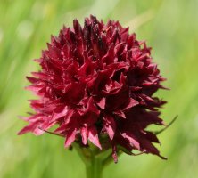 Nigritella gabasiana Lapazarra mendian