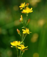 Hypericum pulchrum Arraldegaina mendian