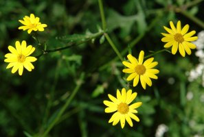 Senecio aquaticus erraticus Orgiko basoan